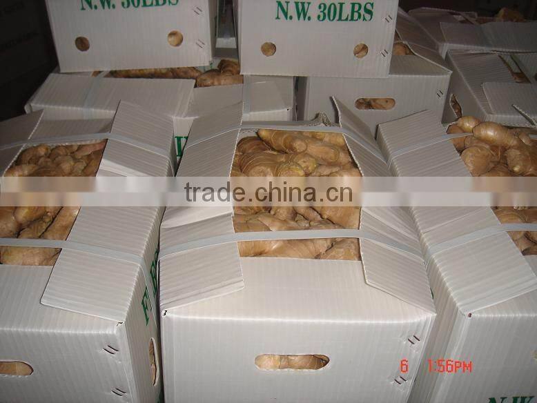 China organic fresh ginger suppliers