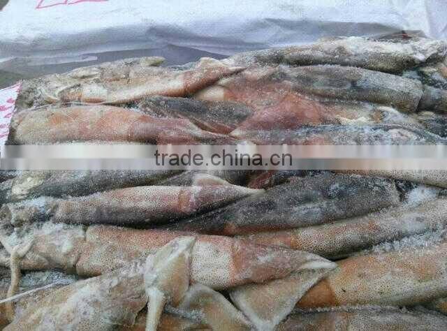 Frozen whole and round illex squid 150-200