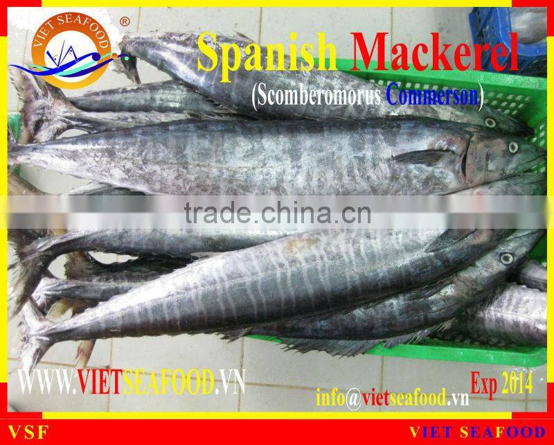 FROZEN SPANISH MACKEREL W/R