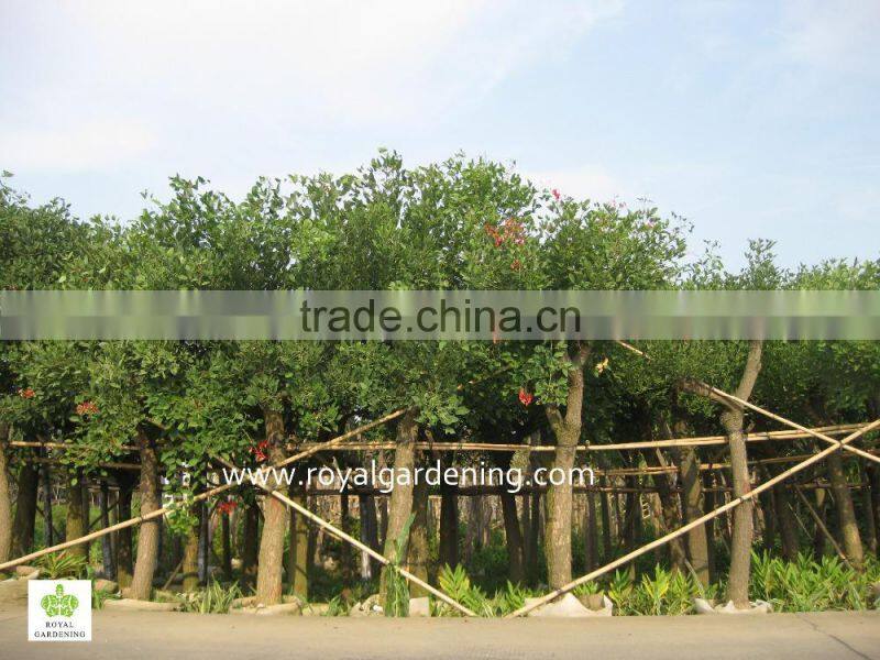 Erythrina crista exporter and seller