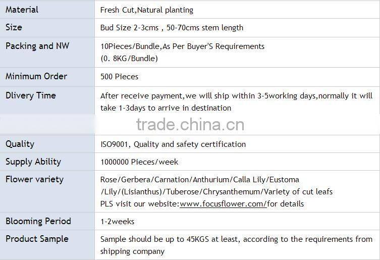 Top Sell Fresh Cut Flower Home& Party Decoration Chrysanthumum Flower Mini Bud Size Flowers From Yunnan