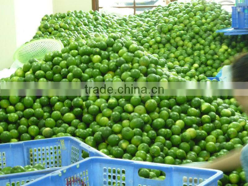 FRESH AND FROZEN LEMON WITH BEST PRICE FOR NOW
