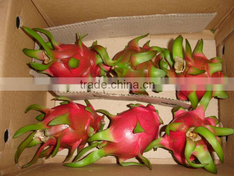 DRAGON FRUIT