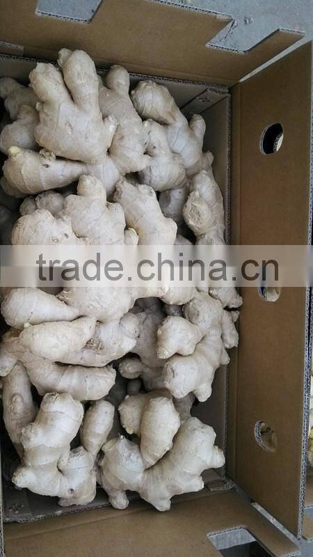 Fully air dried ginger/Best price ginger/Dry ginger from origin