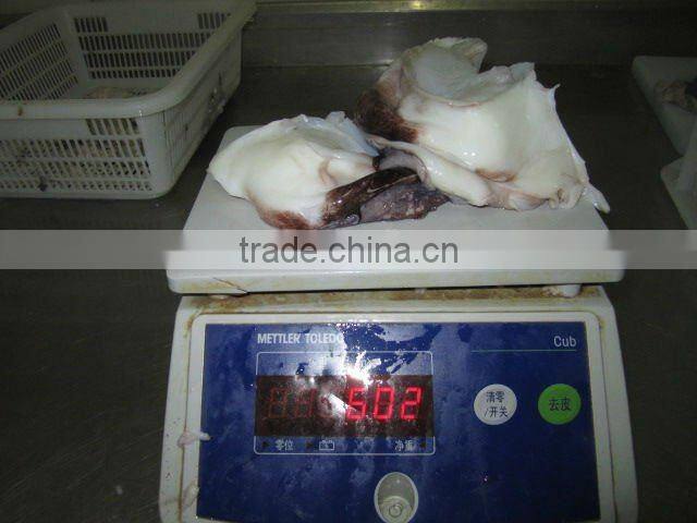 giant frozen squid neck