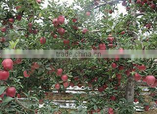New crop Huaniu apple/red delicious apple for supplier