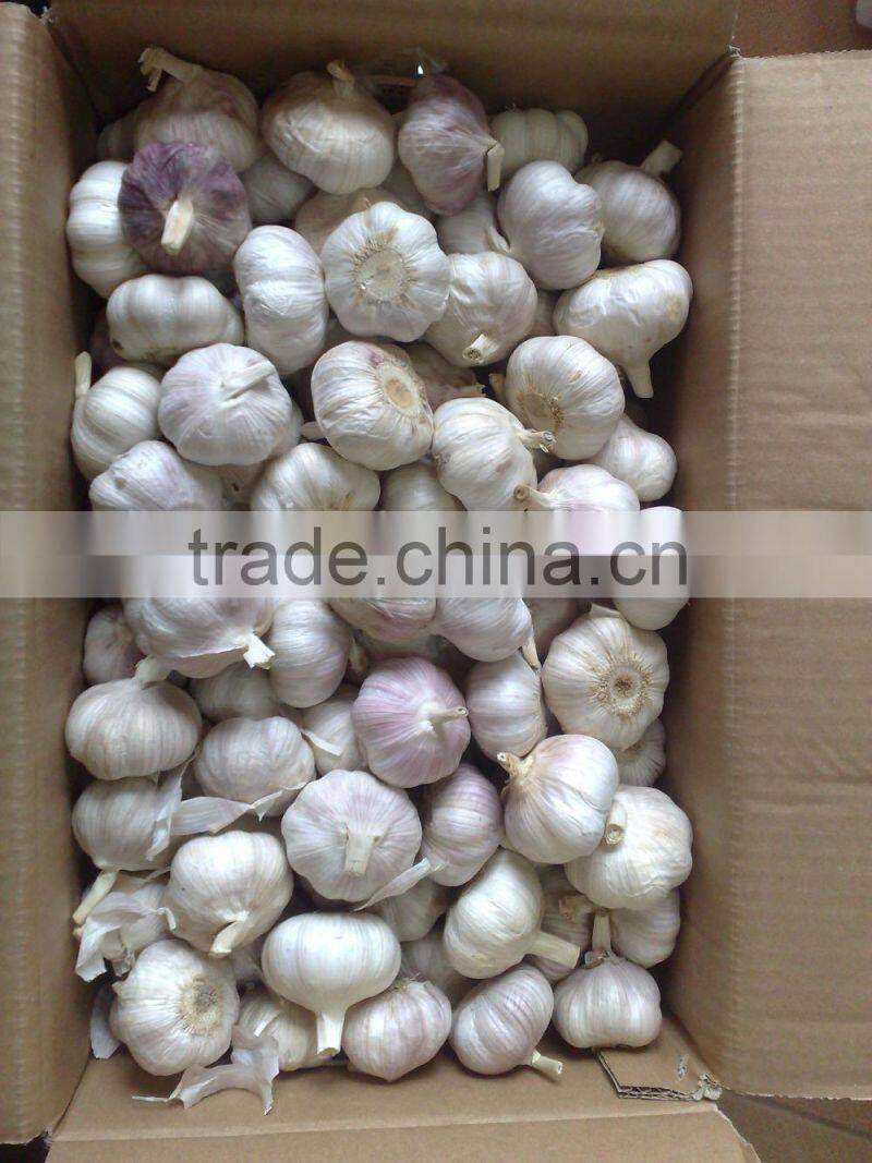 WHITE GARLIC FROM VIETNAM (SKYPE: VISIMEX10)