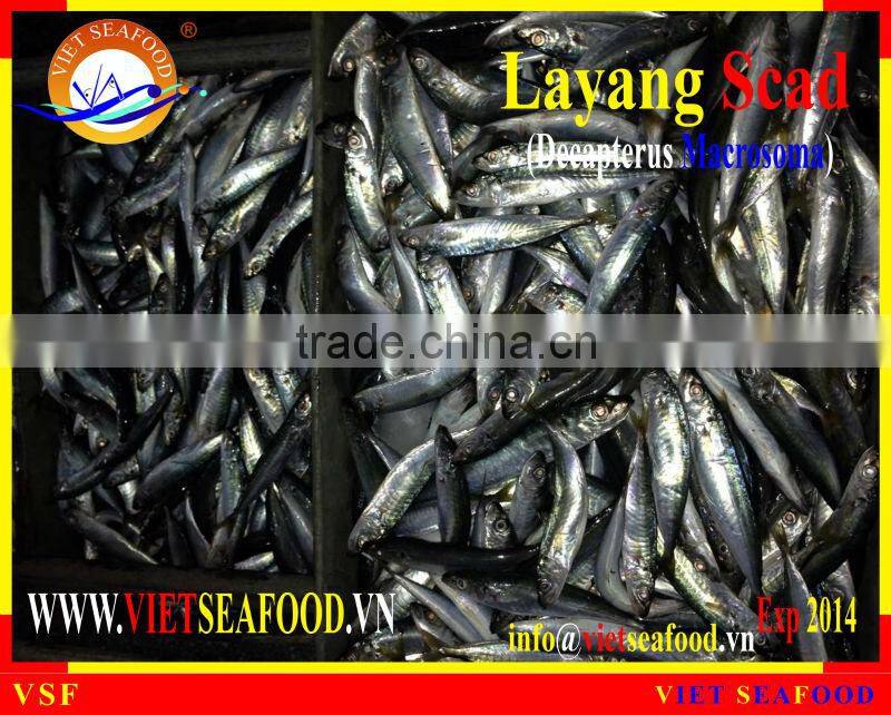 FROZEN LAYANG SCAD WHOLE ROUND