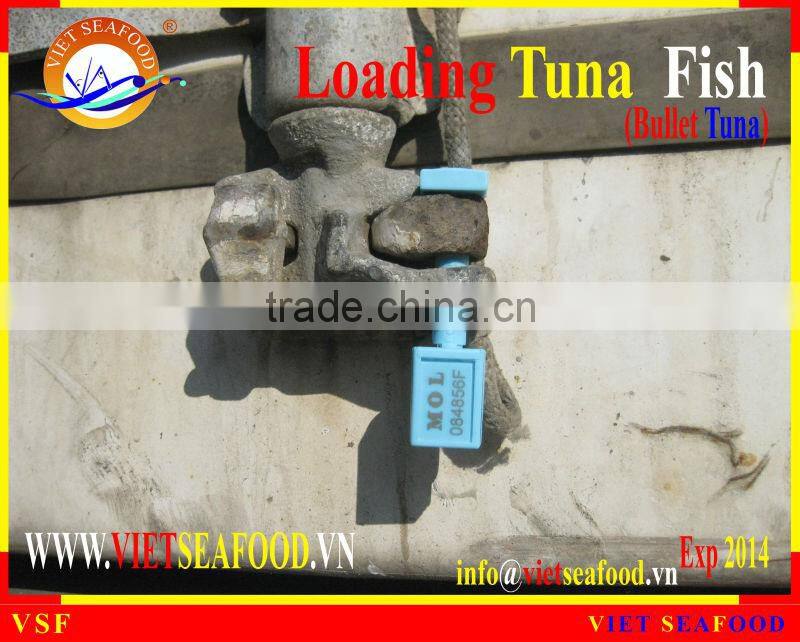 LOADING WHOLE ROUND BULLET TUNA