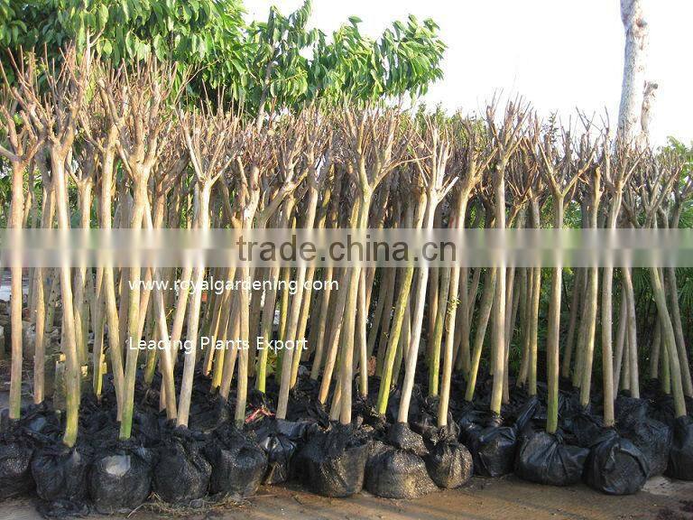 Lagerstroemia indica 1.4-1.5m trunk high landscaping tree