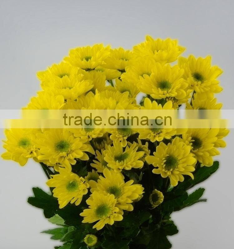 Natural hot selling decorative flower chrysanthemum