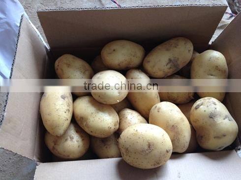 Chinese fresh potato packing in carton