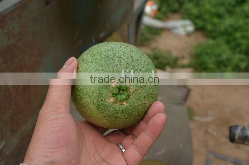 M11-03--planting sweet melon hybrid seed f1