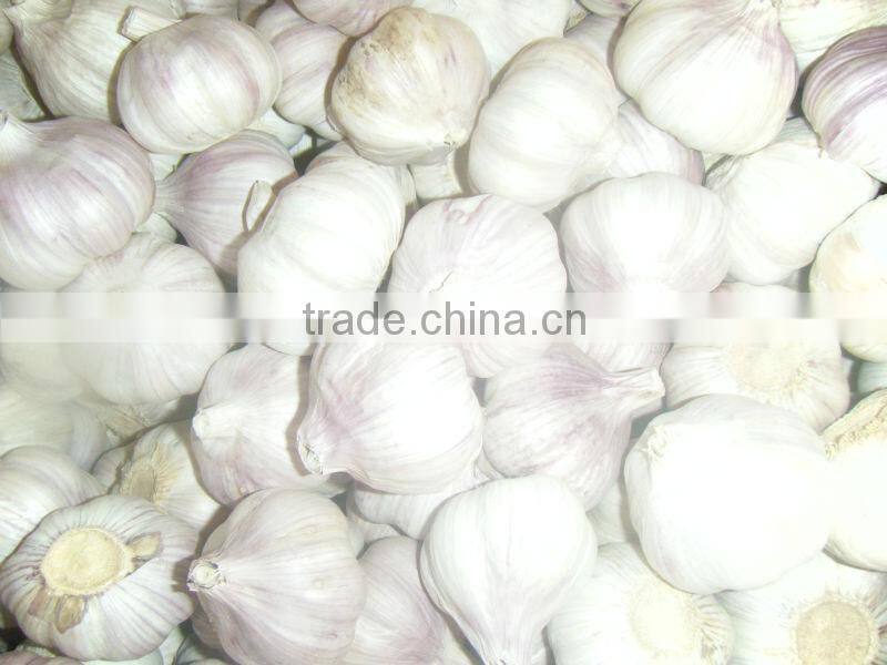best quality 5.0cm normal white garlic