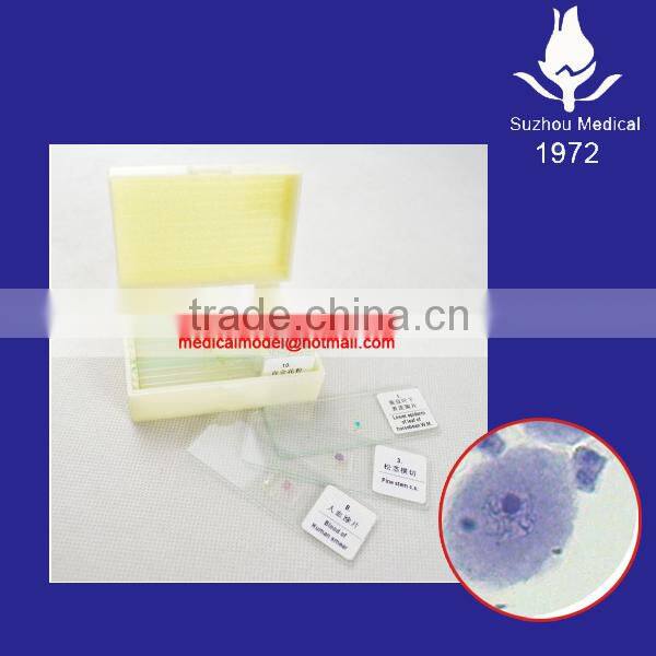 Meiosis microscope slides