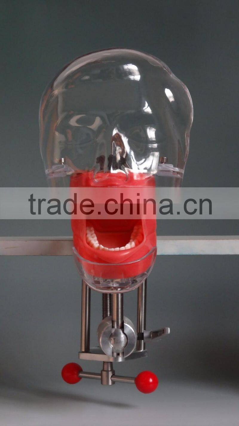 Dental Simultor simple Phantom Head high quality Diagnostic Head Model