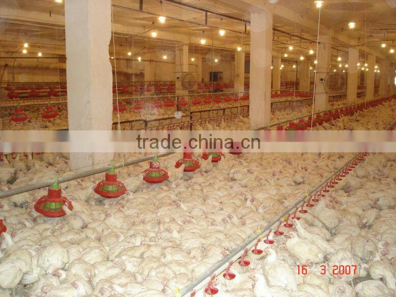Broiler Chicken Feeding System
