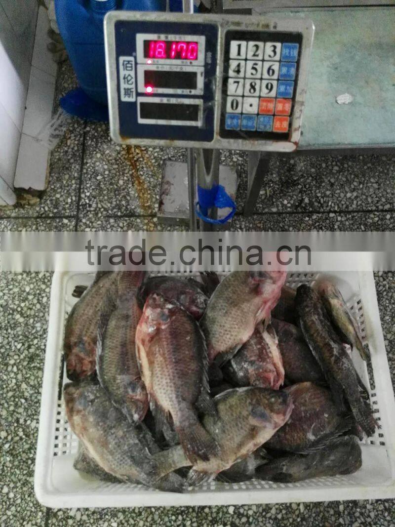 Freezer Gutted and Scaled tilapia 300/500g
