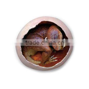 Dino Egg Dig Kits Dinosaur Baby Model