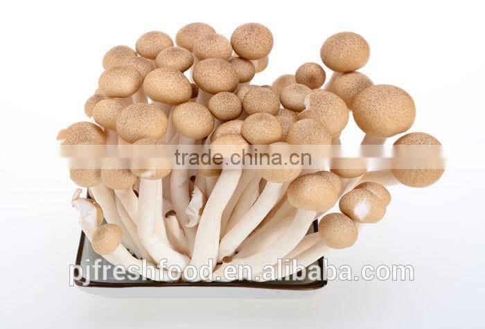 Brown Shimeji