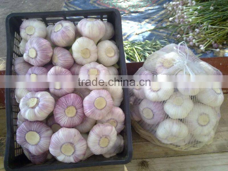 FRESH NORMAL WHITE GARLIC EXPORT 4.5 CM , EGYPT.