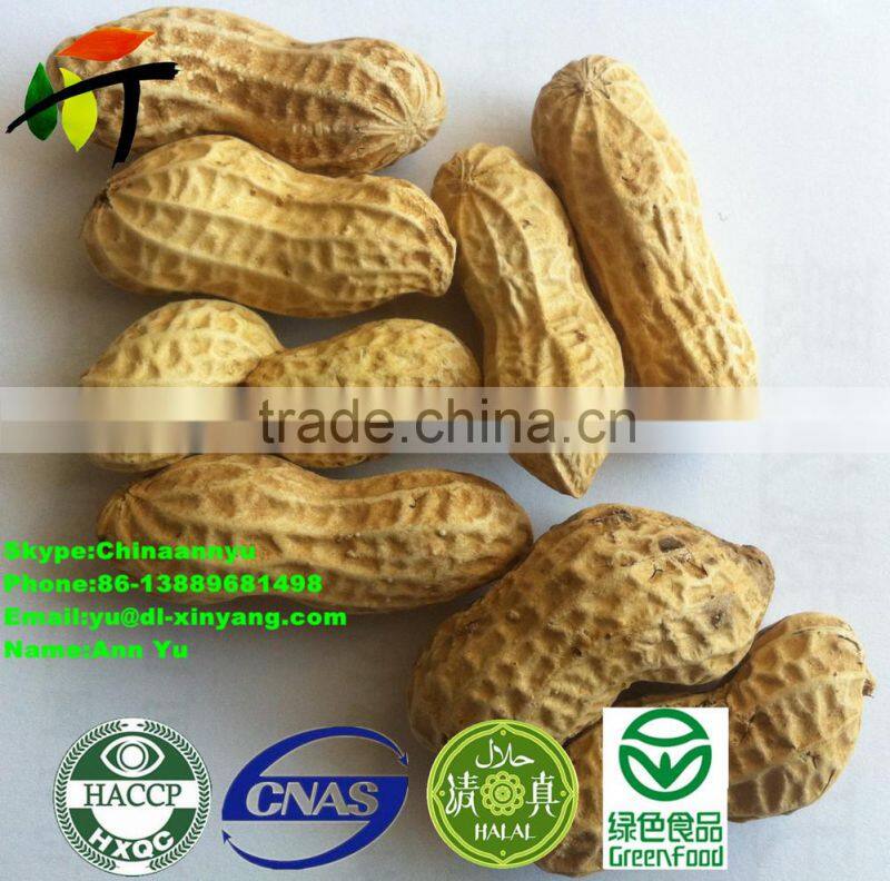 ROASTED PEANUT IN SHELL 9/11 NATURE FLAVOR