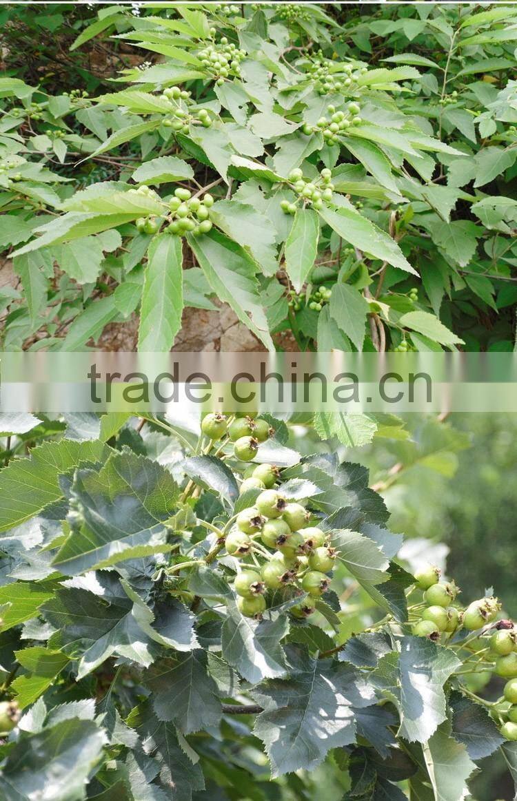 Hawthorn tree seedling