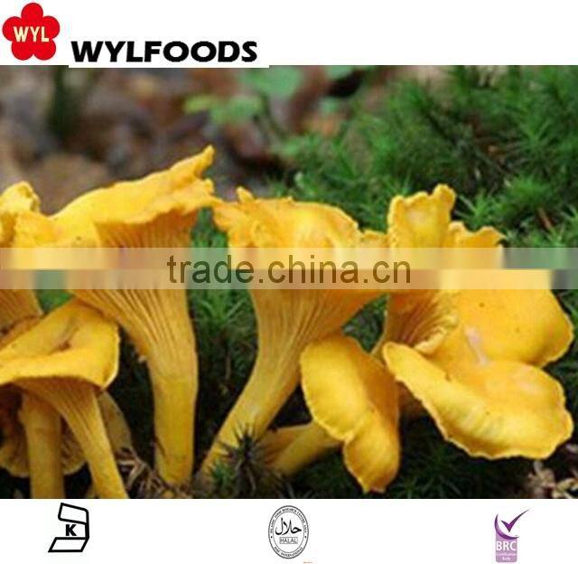 2015 IQF high quality frozen wild Chanterelles