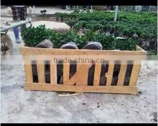 Green Plants Ficus Ginseng Bonsai