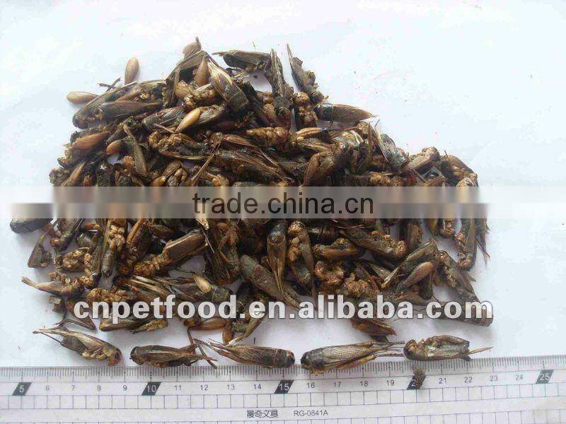 Dried Cricket Fish/Tortoise/Lizard food