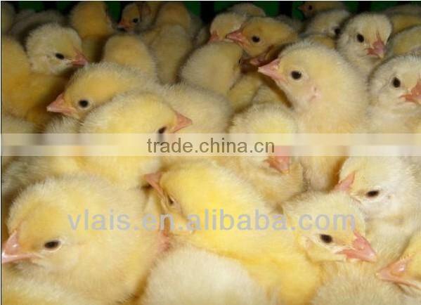 Vlais Mini egg incubators, fullly Automatic 48 Egg Incubator For Sale,chicken eggs incubator
