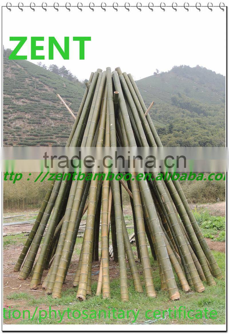 ZENT-104 large bamboo pole agricultural bamboo poles cheap