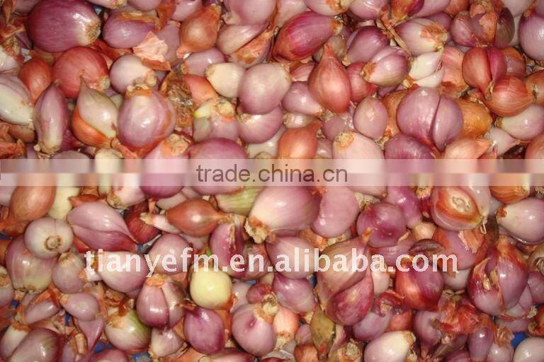 TW-1001 Garlic peeling machine India (video)