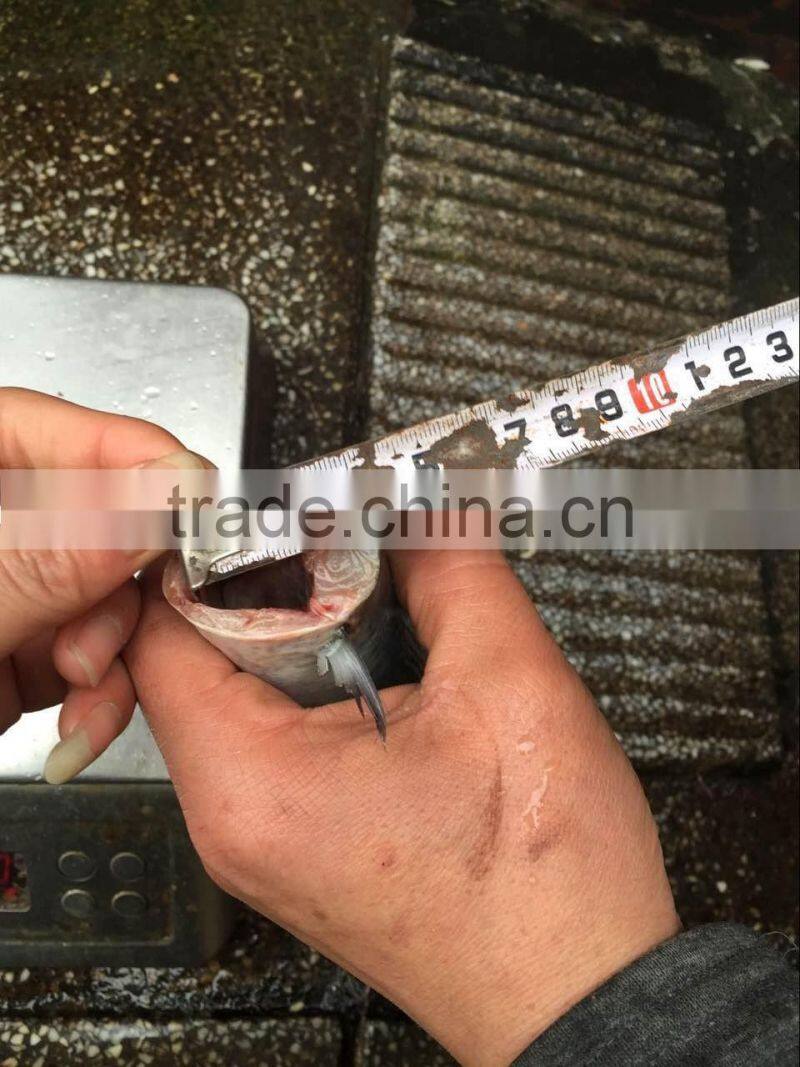 Top grade pacific mackerel HGT 80-100g