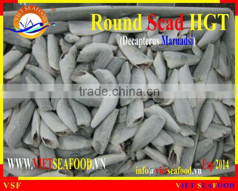 FROZEN HORSE MACKEREL HGT