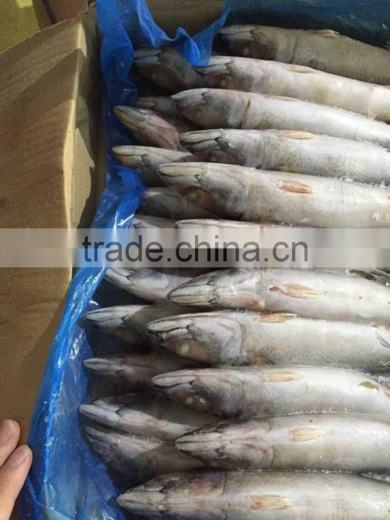landfrozen mackerel 150-200g
