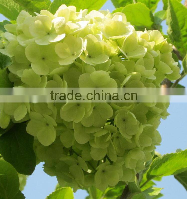 Fashionable promotional pretty hydrangea flowers
