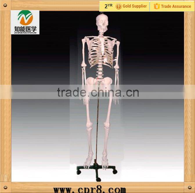 High Quality Medical Human Skeleton Teaching Model