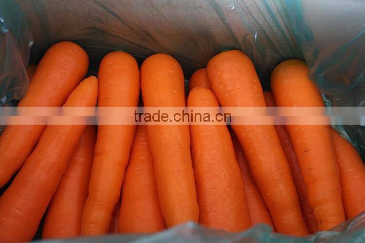 Chines Bulk Fresh Carrots Fresh Carrot Price
