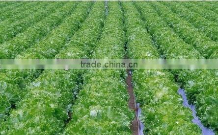 Fresh carrot hot sale