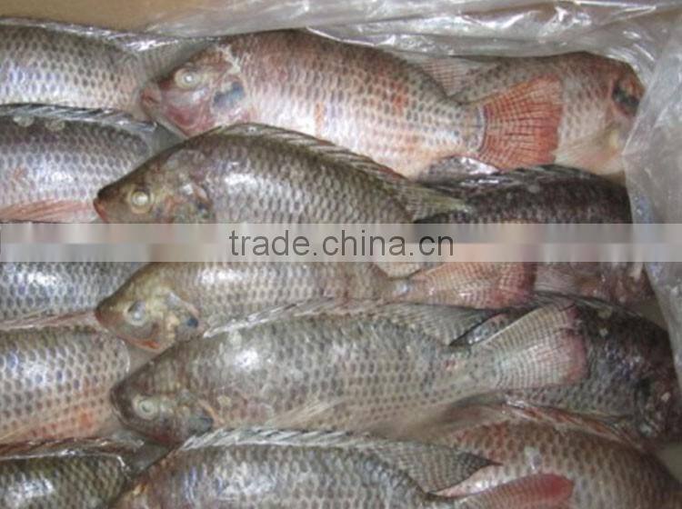 frozen tilapia fillet wholesale price