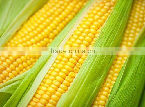 Frozen Corn Boiled high quality from vietnam
