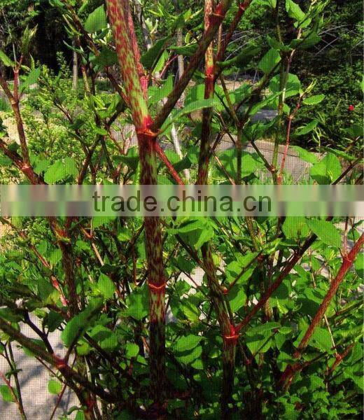 Giant Knotweed Extract Powder