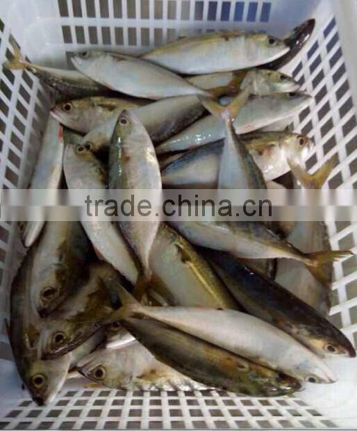 chinese wholesale distributors, 6-8pcs/kg new landing indian mackerel