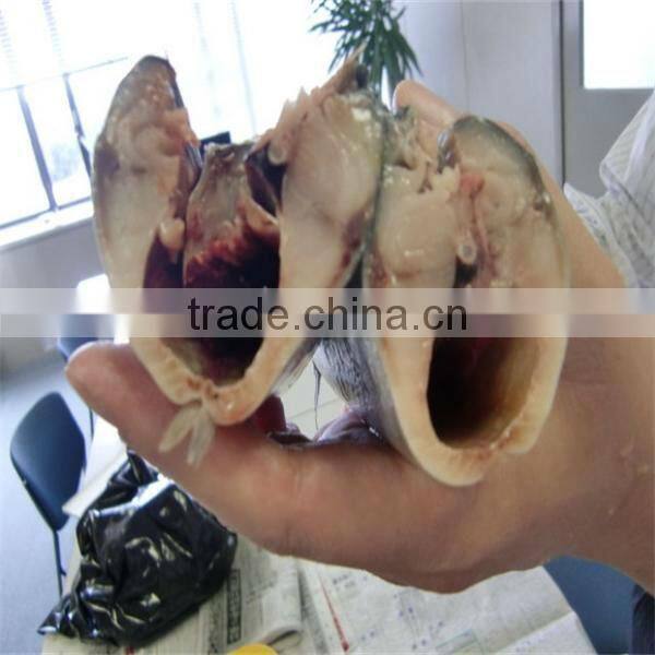 iqf frozen wholesale fresh fish