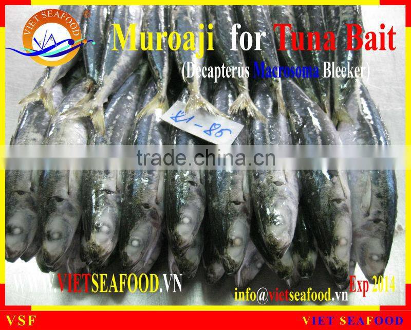FROZEN MUROAJI FOR TUNA BAIT
