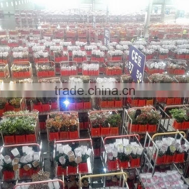 Durable top sell purple violets