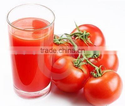 tomato washing processing equipment