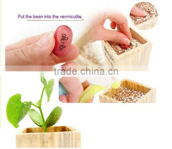 mini green plants magic bean with words in promotions
