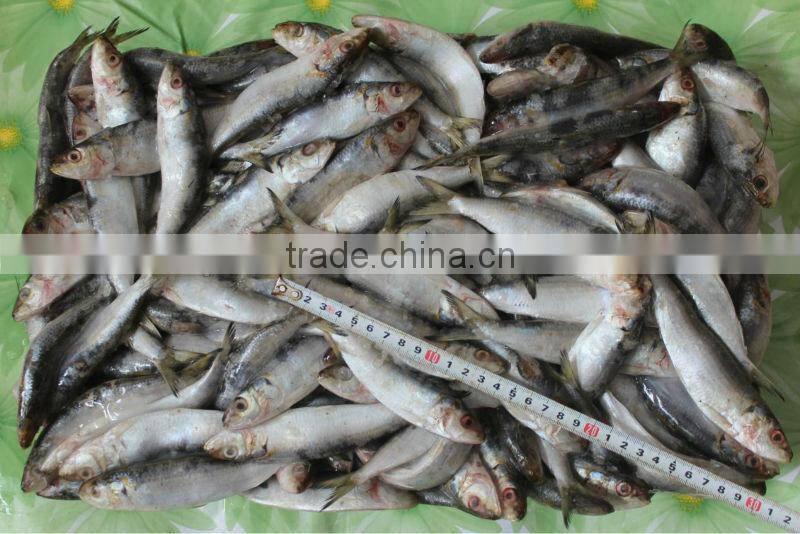Whole Round Frozen Sardine Fish ( SARDINA MELANOSTICTUS )